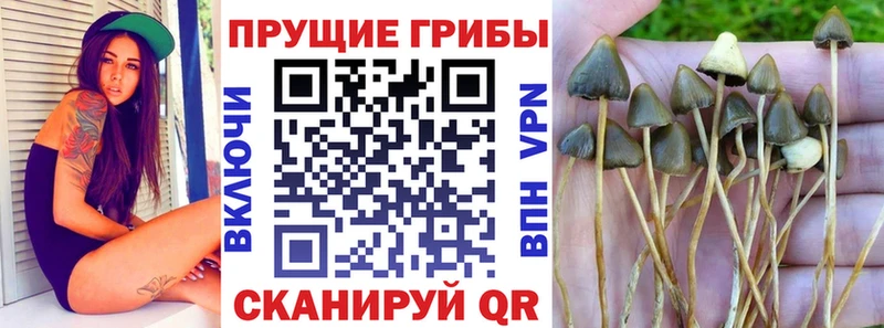 Галлюциногенные грибы Psilocybe  дарнет шоп  Ува 